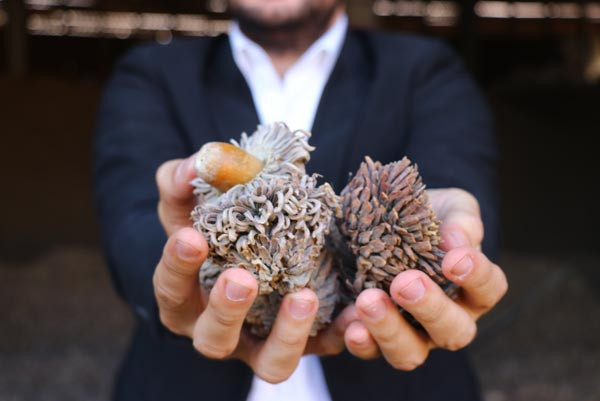 Meşe palamuduna yoğun talep var - Resim: 2