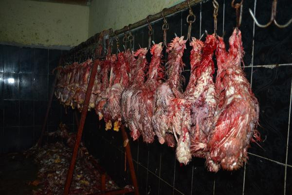 Mide bulandıran görüntü! Kaçak tavuk kesimhanesine baskın - Resim: 2