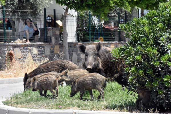 Bodrum'u domuzlar bastı! İşte korkutan o anlar - Resim: 1