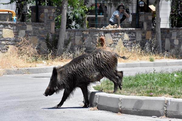 Bodrum'u domuzlar bastı! İşte korkutan o anlar - Resim: 4