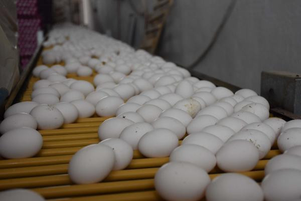 En ucuz protein kaynağı! Bir tas çorba parasına 4 kişilik aile doyar - Resim: 1