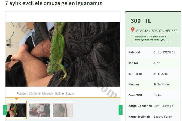 İnternet üzerinden satılık iguana! Böyle bir şey daha önce görülmedi - Resim: 4