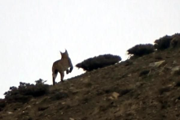 Erzincan'da bir vaşağın avlanma anı ilk kez kaydedildi - Resim: 4