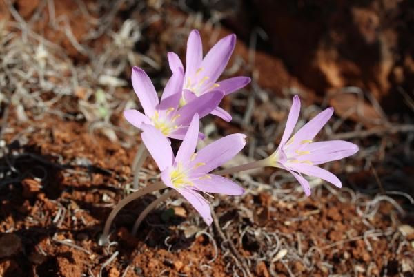 Antalya'da tarihi 2000 yıl öncesine dayanan 5 antik kentte 5 endemik bitki koruma altında - Resim: 1