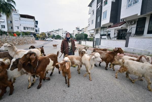 Antalya'da inanılmaz görüntüler! 'Şehirdeki çoban' Menşure Teyze lüks semtte çobanlık yapıyor - Resim: 1