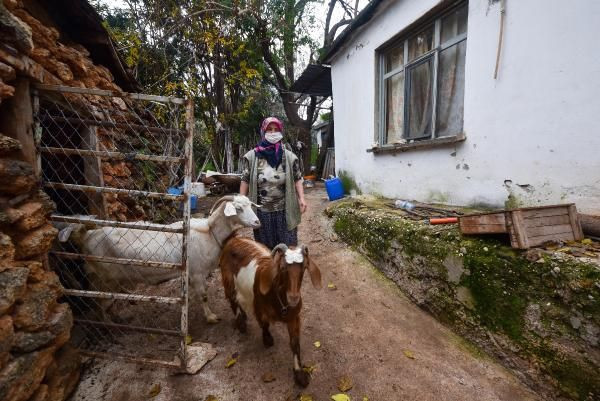 Antalya'da inanılmaz görüntüler! 'Şehirdeki çoban' Menşure Teyze lüks semtte çobanlık yapıyor - Resim: 2