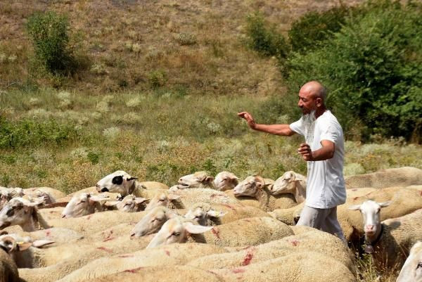 Taliban'ın iğrençliklerini Edirne'de çobanlık yapan Afganlar anlattı: Evleri basıp kadınlara... - Resim: 3