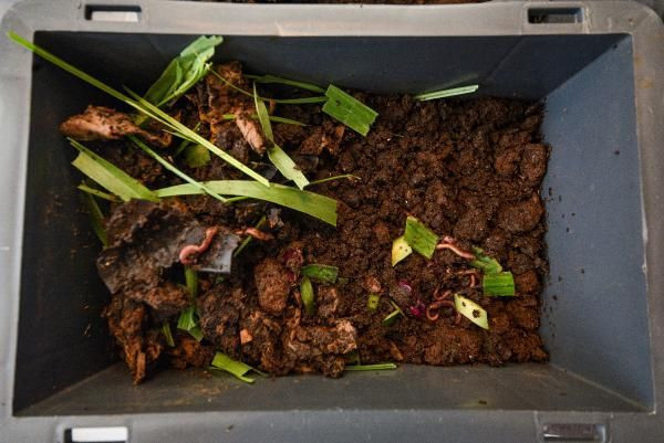 Siyah altın deniyor 1000 TL'ye satılıyor! Salgında talep patladı Antalya'da talep patladı - Resim: 3