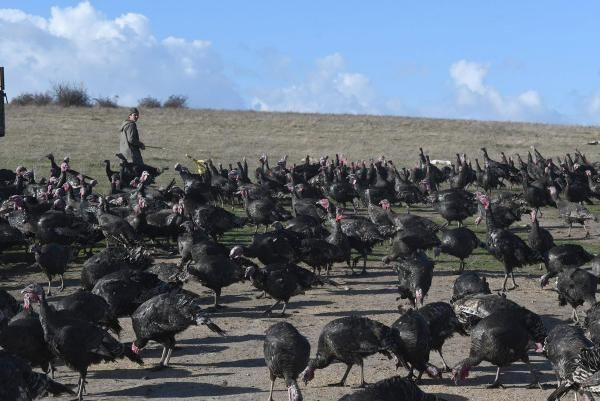 Yılbaşı hindileri satışa çıktı! Tanesi 300 liradan satılıyor - Resim: 4