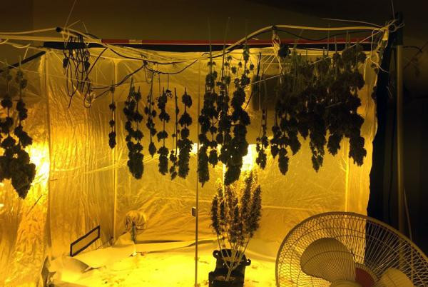 Esrar yetiştirmek için evini seraya dönüştürmüş - Resim: 1