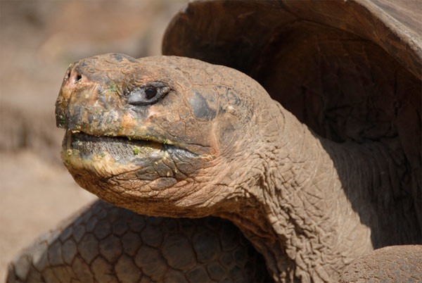 O hayvanın soyu tükendi - Resim: 3