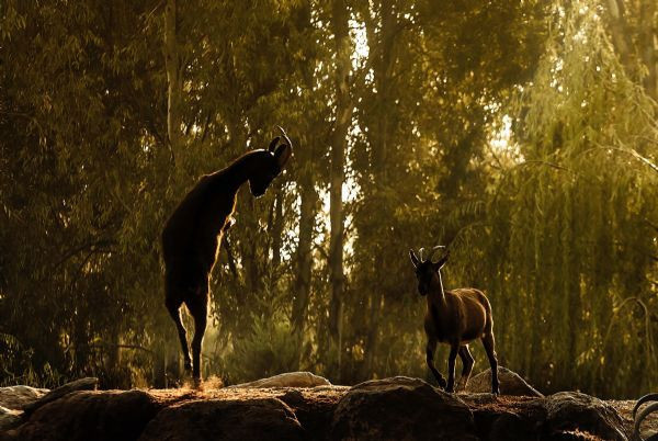 Bu fotoğraflar jüriyi zorladı - Resim: 1