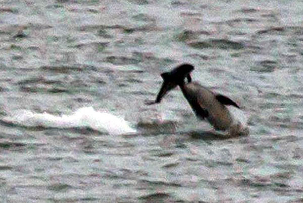 Kendi türünü katleden yunuslar şaşkınlık yarattı! - Resim: 3