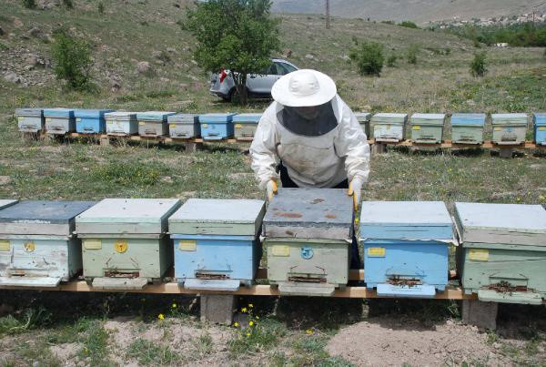 Niğde'de arıcılar bal rekoltesinden umutlu - Resim: 0