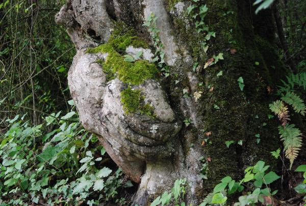 Bartın'da ağaçtaki deseni gören inanamadı! Koruma altına alındı - Resim: 0