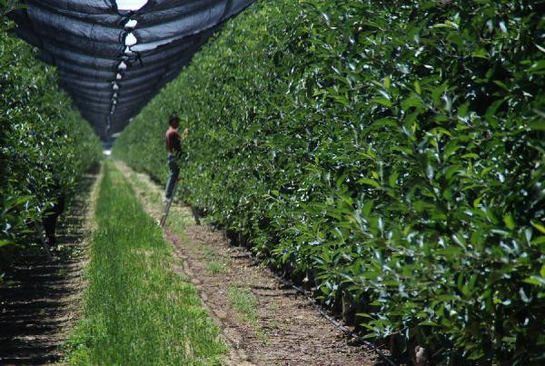 Niğde'deki şu bahçeye bakın! Bir ilden diğerine uzanıyor - Resim: 2