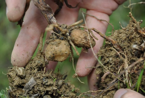 Hasat edilmeden kilosu 50 liradan satıldı - Resim: 2