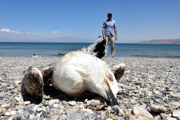 Van'da martılar konoravirüsten öldü söylentisi panik yarattı - Resim: 1