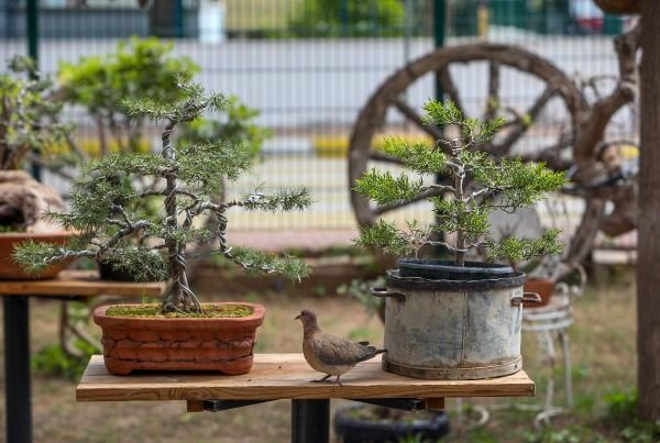 Japon ustadan eğitim aldı! Antalya'da tahtadan yapıp ev fiyatına satıyor - Resim: 4