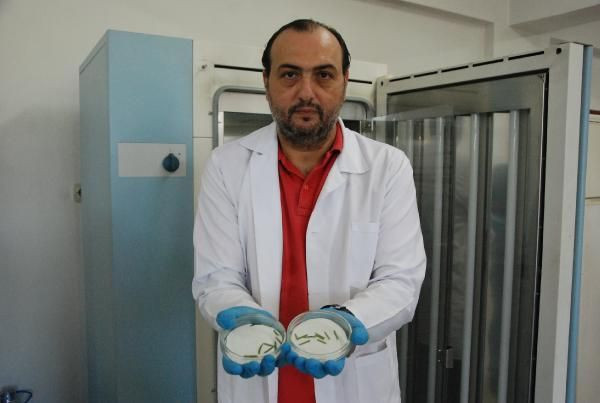 Kanser ilacı üretiminde kullanılan madde porsuk ağacında tespit edildi - Resim: 2