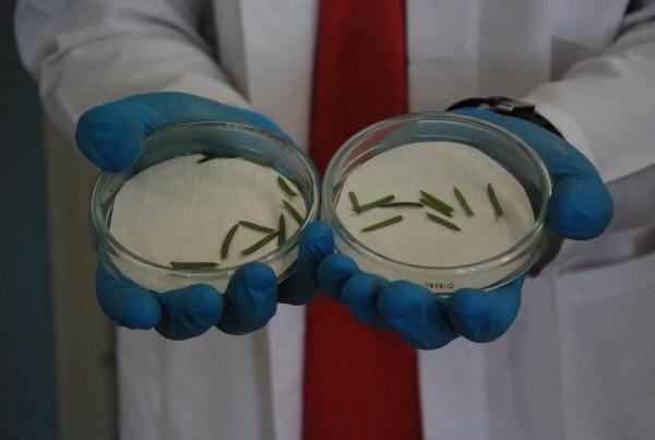 Kanser ilacı üretiminde kullanılan madde porsuk ağacında tespit edildi - Resim: 3