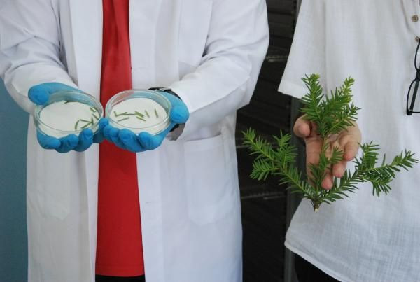 Kanser ilacı üretiminde kullanılan madde porsuk ağacında tespit edildi - Resim: 4