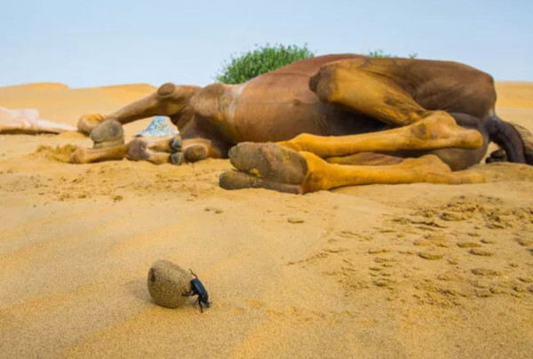26 yaşındaki gencin fotoğrafları şaşırttı! Devenin peşinden ayrılmıyor! Dışkısını yuvarlayarak... - Resim: 0