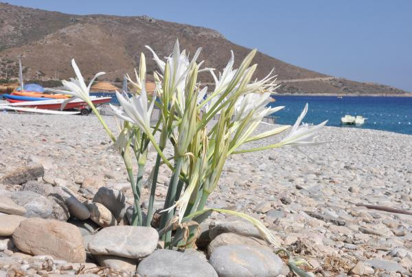 Muğla'da bu çiçeği koparmanın cezası cezası 80 bin TL! Hayatımda ilk kez gördüm - Resim: 0
