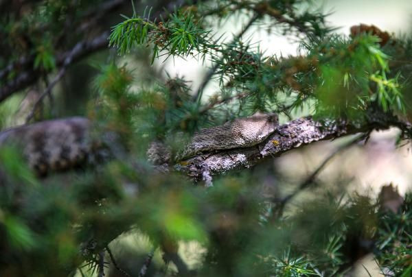 Görünce dehşete kapıldılar! En zehirli tür ama öldürmenin cezası 6 bin 600 lira - Resim: 4