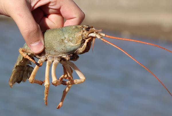 Van Gölü Havzası'nda yeni tehlike! Bu kez tatlı su ıstakozu ortaya çıktı - Resim: 1