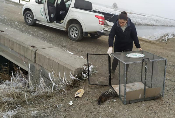 Esrarengiz fare ortaya çıktı! Türkiye'de sadece Iğdır ve Edirne'de yaşıyor - Resim: 0