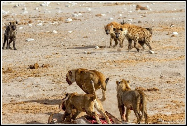 Sinsice avına yaklaştı! Kan kokusunu alınca saldırdılar - Resim: 2