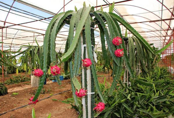 Sebzeleri söküp ejder meyvesi diktiler paraya para demiyorlar! - Resim: 4