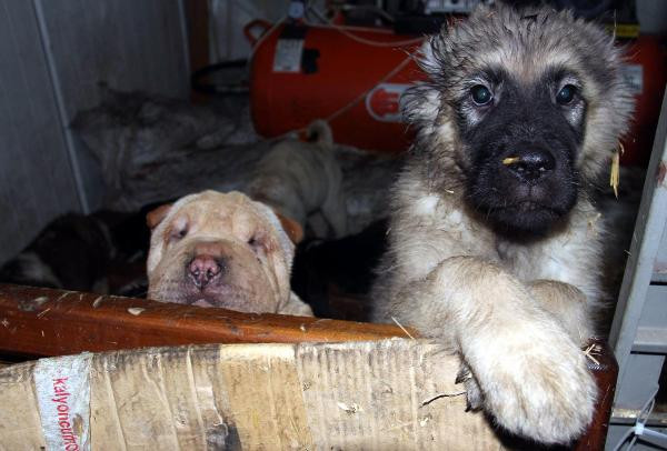 Ne olduklarını görünce yüreğiniz sızlayacak! - Resim: 4