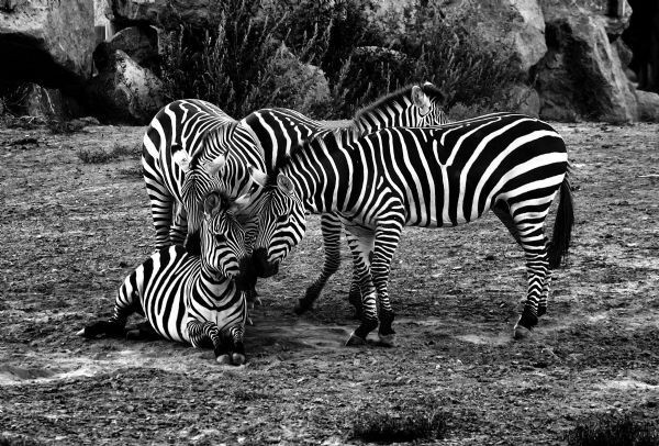 Bu fotoğraflar jüriyi zorladı - Resim: 3