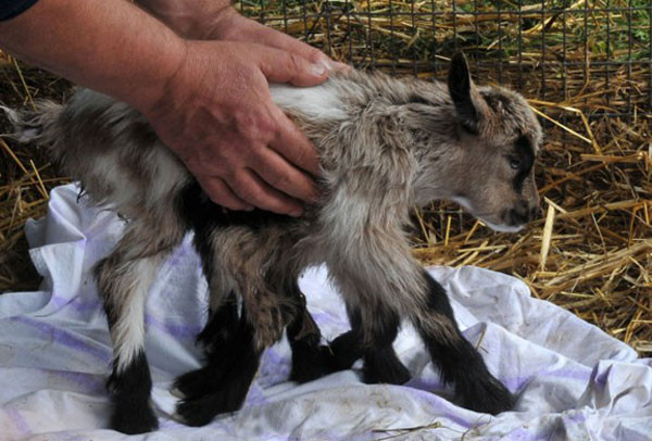 8 bacaklı keçi görenleri şaşkına çeviriyor! - Resim: 2