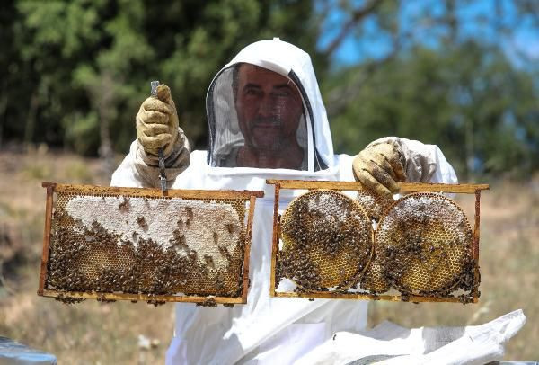 Lavanta balına talep yağıyor! Bu yıl zamlandı kilosu 300 TL - Resim: 3