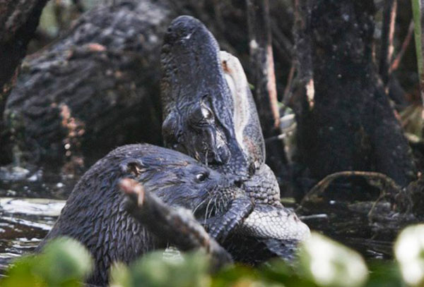 Su samuru timsahı diri diri yedi - Resim: 4