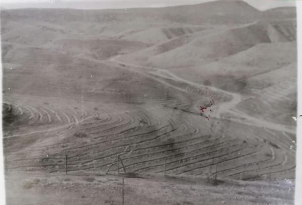 Çorak arazi 40 yılda ormana dönüştürüldü! İnanılmaz değişim - Resim: 1