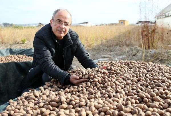 Amerika'dan geldi Antalya'da üretiliyor kilosu 40 TL'ye düştü! Patlayıcı ile koruyor - Resim: 1