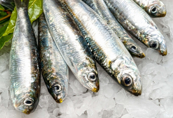 Fiyatı düşmüşken bol bol tüketin! İşte tam mevsimi olan sardalyanın faydaları - Resim: 0