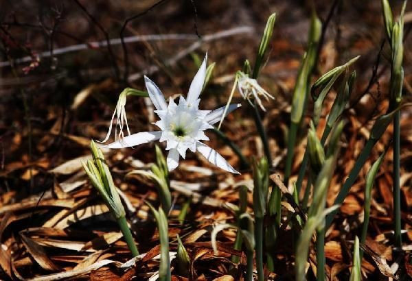 Görsel şölen! Kum zambağını koparana 48 bin 625 lira ceza kesilecek - Resim: 2
