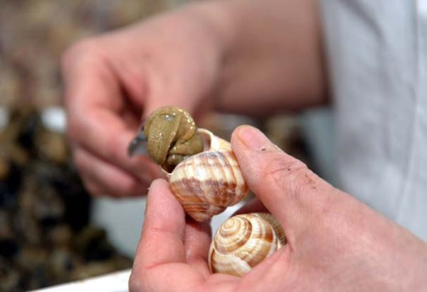 Salyangoz dolması ile 5 milyon dolarlık ihracat! - Resim: 4