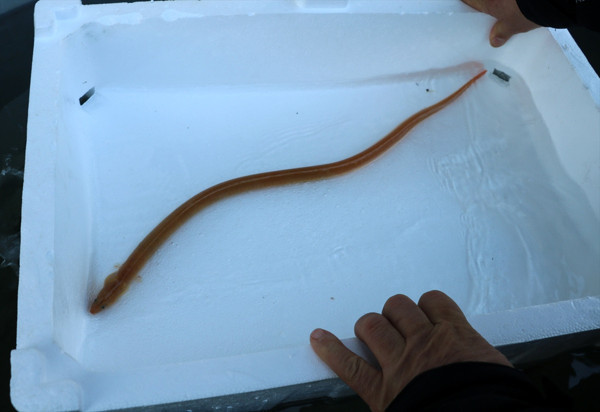 Türkiye'de ilk kez görüldü Çanakkale'de ortaya çıktı: Çok şaşırdık - Resim: 1