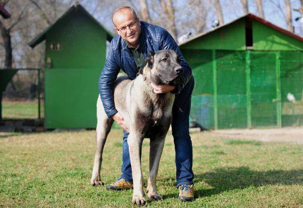 Otomobil fiyatına Kangal köpeği! Yaşını duyan şaştı kaldı - Resim: 3