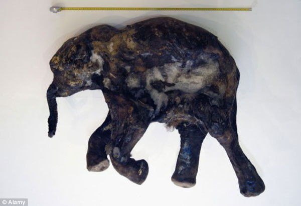 42 bin yaşındaki mamut fosili - Resim: 1