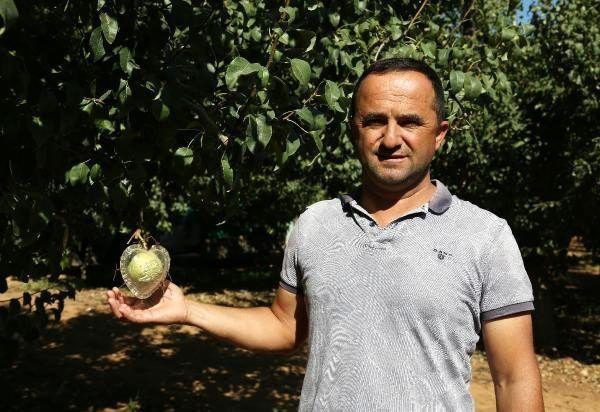 Sevgili çiftlerden talep patlaması var! Her ağaçta sadece 1 tane yetişiyor - Resim: 3