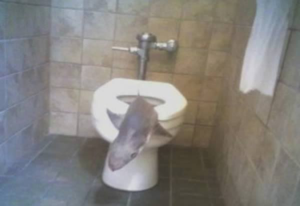 Siz ne yapardınız! Tuvalete girdi karşına bu görüntü çıktı ve... - Resim: 2