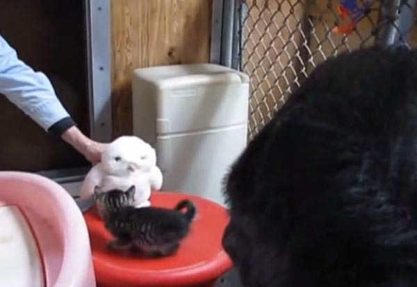 Goril Koko ve yavu kedilerin görüntüleri tıklanma rekoru kırıyor - Resim: 4