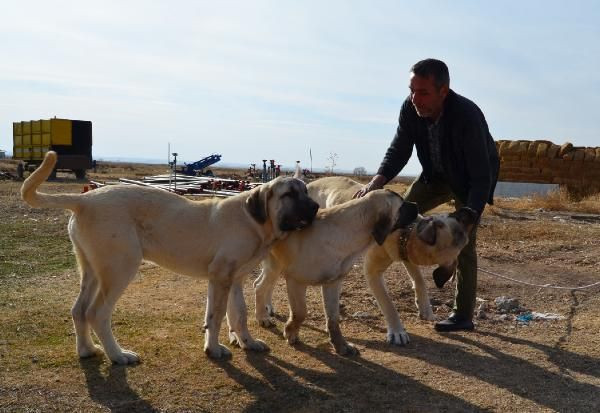 Araba parasına vermedi! Aksaray'da almak isteyen aylarca bekliyor fiyatı dudak uçuklattı - Resim: 3